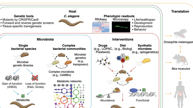 C. elegans: A biosensor for host–microbe interactions